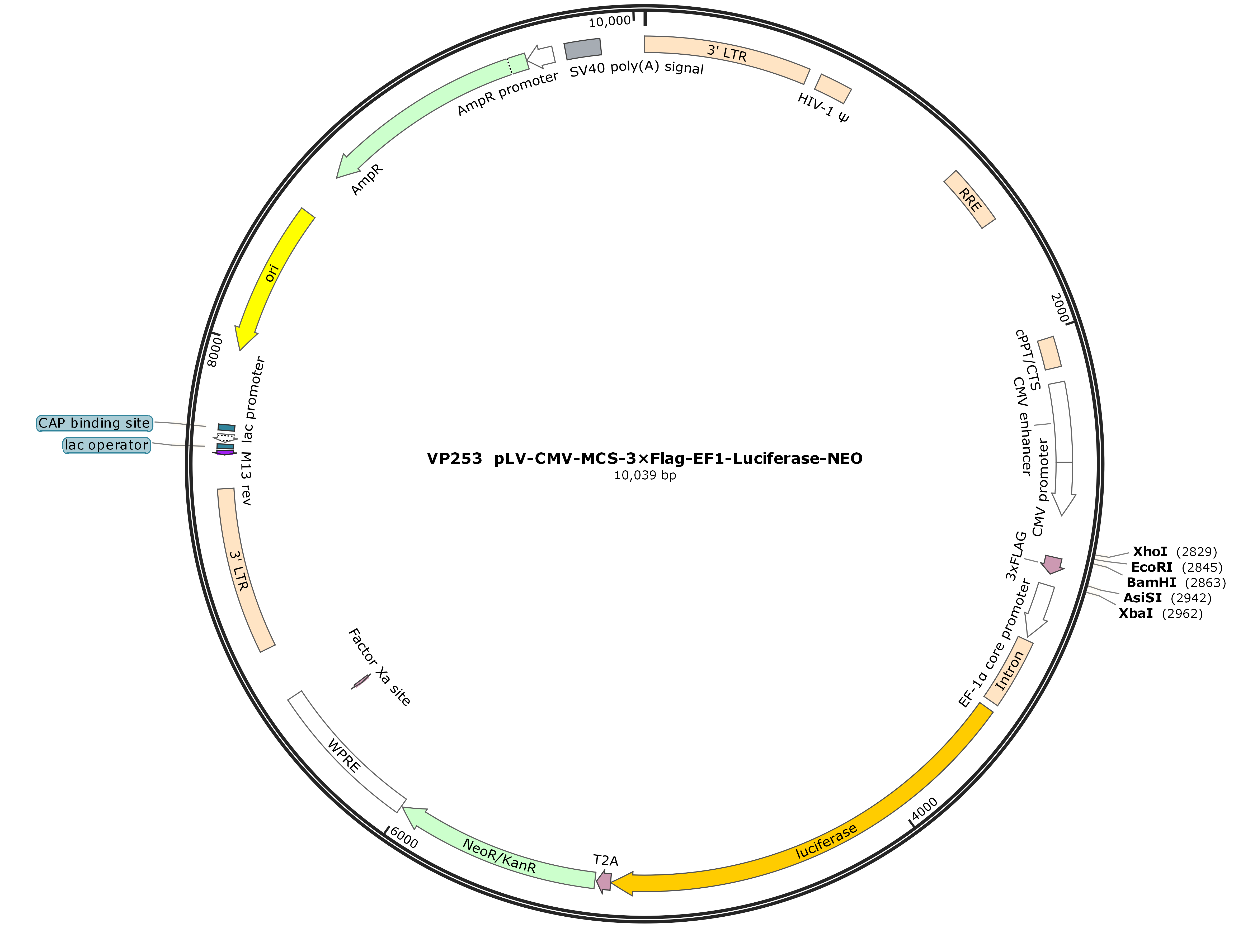 pLV-CMV-MCS-3×Flag-EF1-Luciferase-NEO